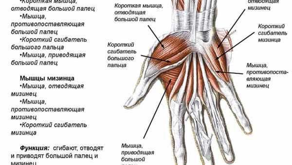 Болит запястье — что делать? Почему болят запястья рук — описание всех причин и какое лечение самое эффективное.