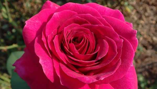 Роза Биг Перпл (Big Purple) — описание сортового растения
