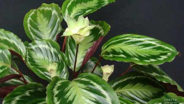 Калатея (Calathea) — уход в домашних условиях