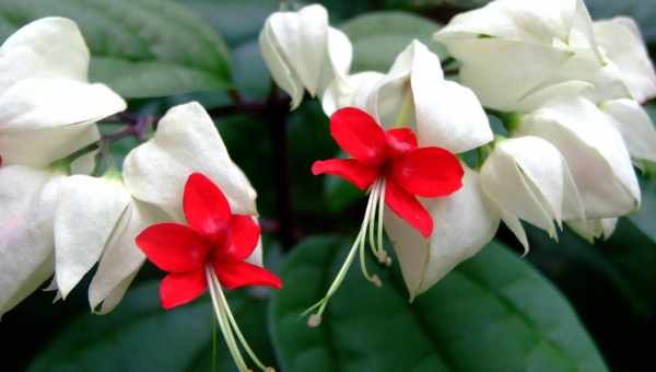 Цветок Clerodendrum Thomsoniae — уход в домашних условиях