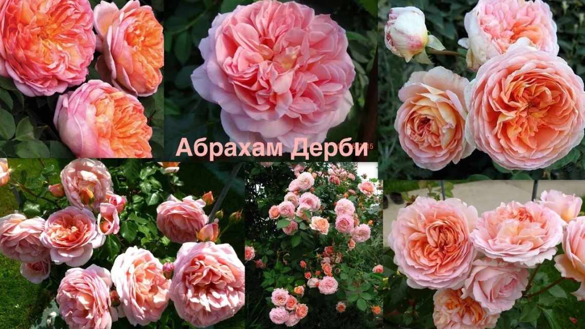 Роза Абрахам Дерби (Abraham Darby) — описание сортового цветка