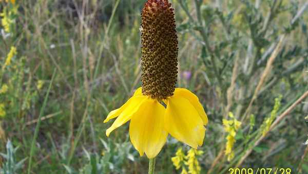 Ратибида колоновидная(Ratibida columnifera) уход