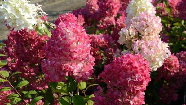 Гортензия Даймонд Руж (Hydrangea Paniculata Diamant Rouge) — описание