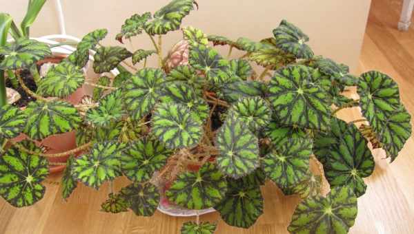 Цветок бегония тигровая (Begonia Bowerae, бегония Бауэра)