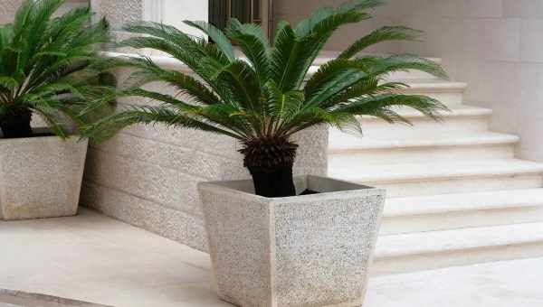 Цикас революта (cycas revoluta) — уход и размножение