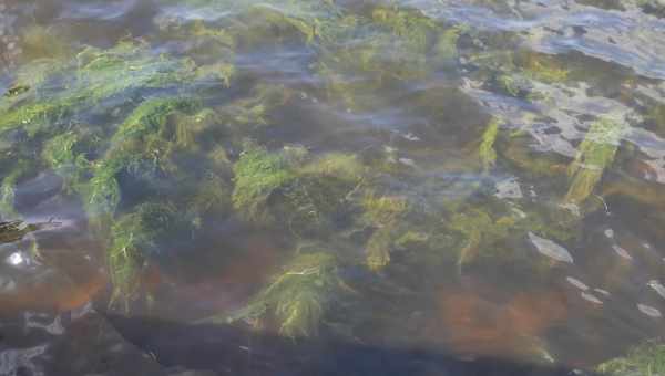 Самопоедание оказалось оружием борьбы гигантских водорослей с бывшими грибами