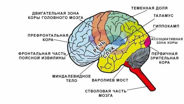 Нижняя височная область мозга макак-резусов смогла отличить разные слова и буквы