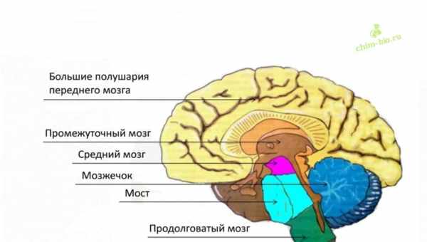 Структурные различия мозга помогли разделить шизофрению на два типа