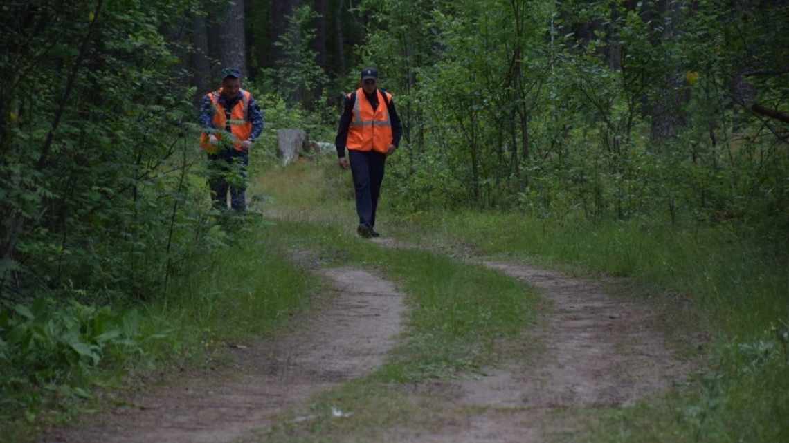 Мужчина обнаружил в лесу нечто, что поедало коров и сооружало фигуры из веток