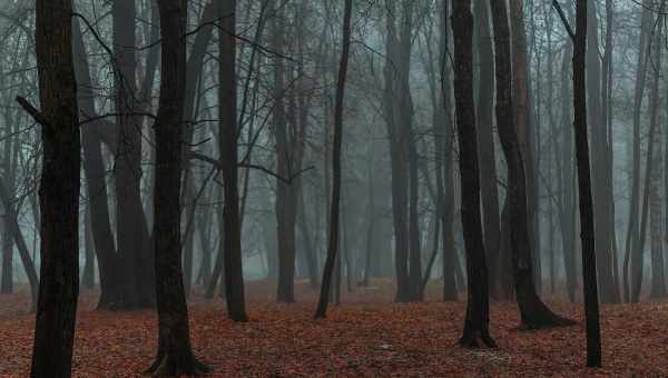 Аномальный лес Хойя-Бачу в Румынии
