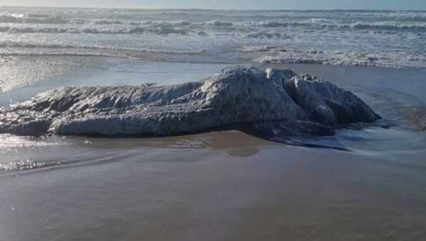 К берегам Англии приплыло загадочное морское существо, способное опрокинуть лодку