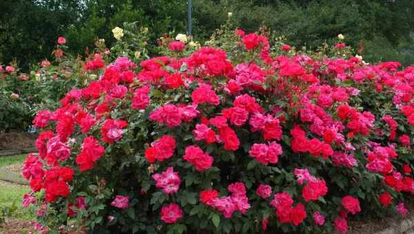 Что такое розы шрабы: лучшие сорта, правила посадки и выращивания