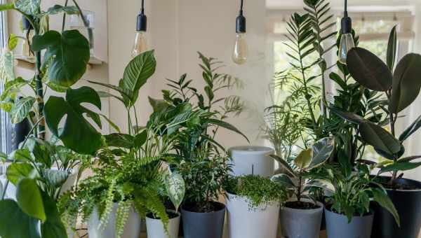 Какие комнатные растения нельзя держать дома