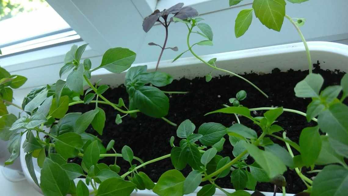 Базилик — выращивание из семян в домашних условиях на подоконнике