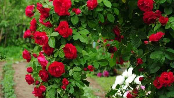 Какая нужна опора для выращивания плетистой розы
