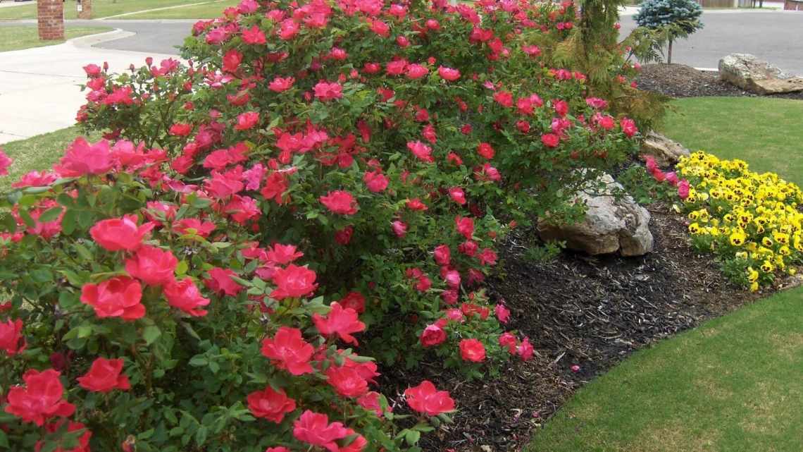 Розы в саду: ландшафтный дизайн почвопокровных, парковых роз