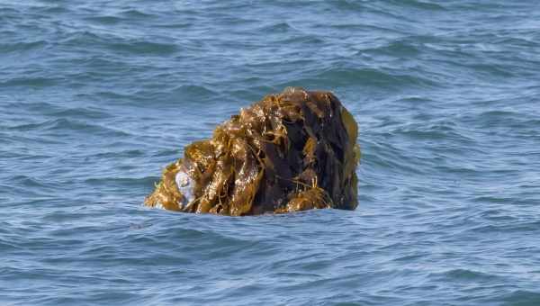 Аномальный рост водорослей обеспокоил ученых: зеленое вторжение