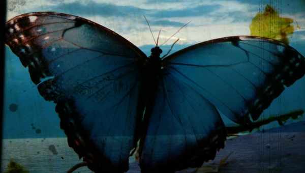 Миф «эффекта бабочки»: реальность восстанавливается