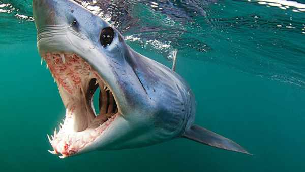 Чем питаются акулы: диета известных морских хищников