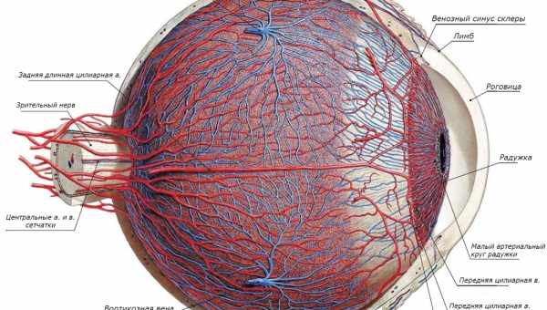 Сосудистая оболочка глаза и увеит
