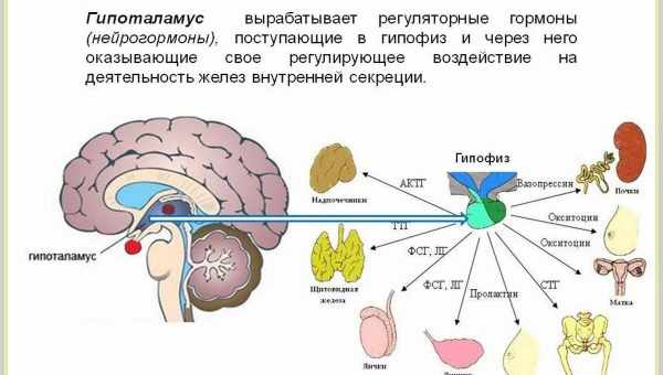 Функции гормона тироксина в организме человека