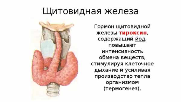 Тироксин - гормон щитовидной железы