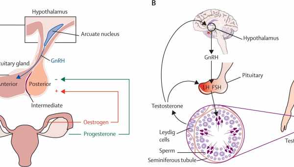 Роль гормона пролактина в организме