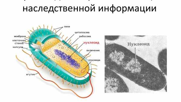 Микрогравитация придала бактериям жизненных сил