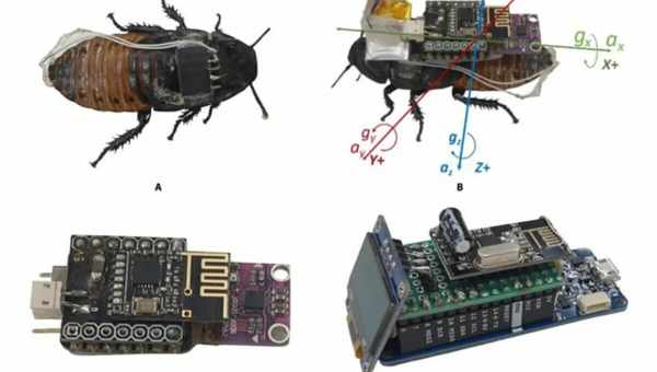 Таракана-киборга с тепловой камерой научили искать людей