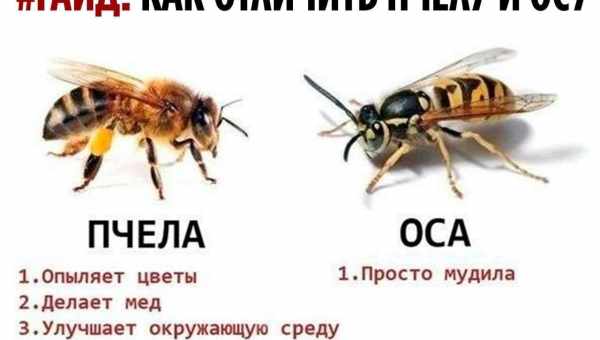 Ночницы пожужжали как пчелы и шершни и отпугнули сов