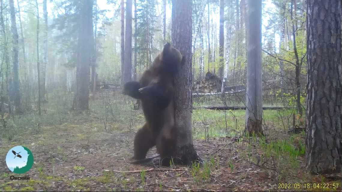 Медведи снизили склонность волков к убийствам