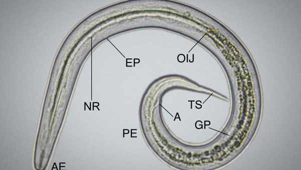 Глисты на ножках: как нематоды ходить учились