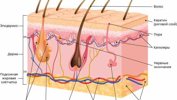 Как устроена ваша кожа: 9 интересных фактов