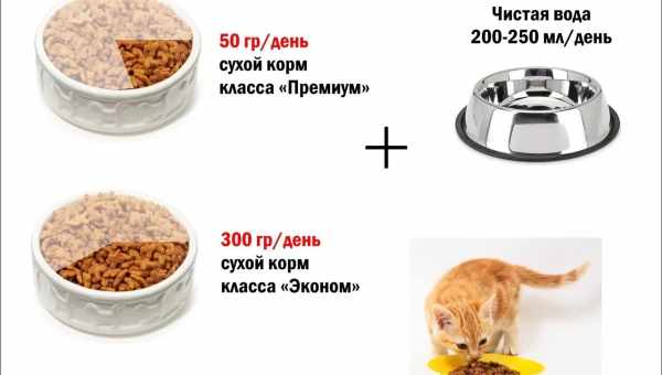 Можно ли кормить собаку кошачьим кормом, а кошку – собачьим