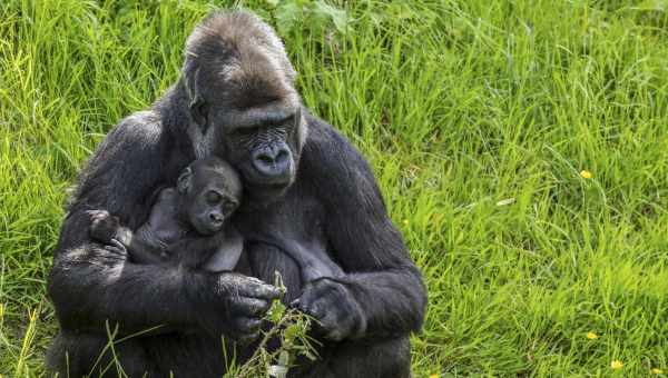 Любовь к детям добавила самцам горилл привлекательности в глазах самок