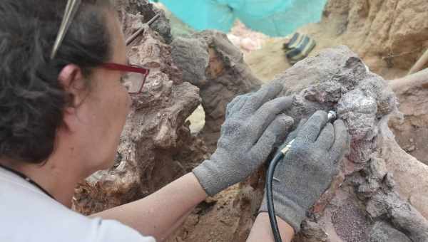 В Аргентине нашли травоядного динозавра с гигантскими шипами на шее
