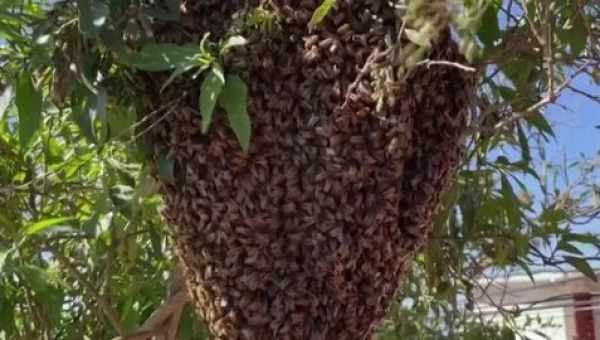 Самцы пчел-цератин оказались заботливыми отцами