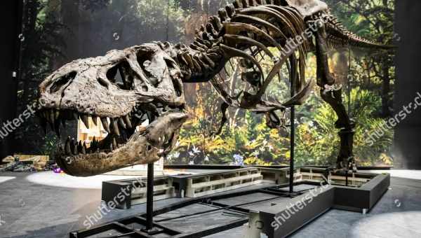 Палеонтологи описали крупнейшего тираннозавра