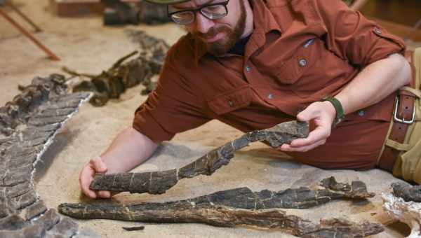 Палеонтологи описали орнитопода с «корабельной» челюстью