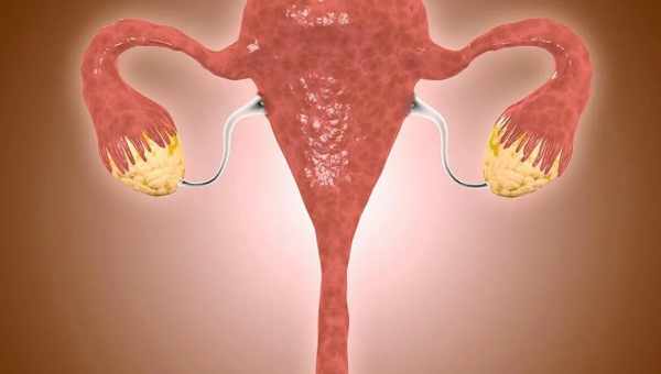 У придатков матки обнаружили микробиом