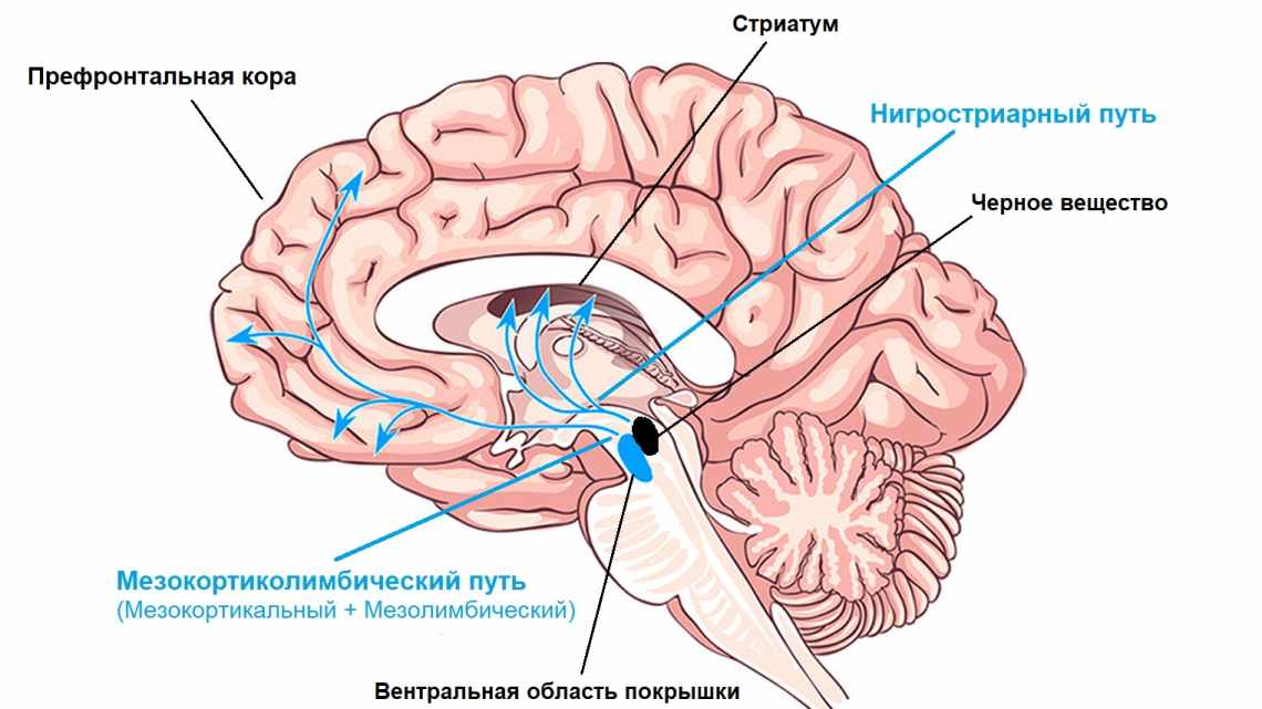 Ученые отключили миндалину в мозге живых обезьян