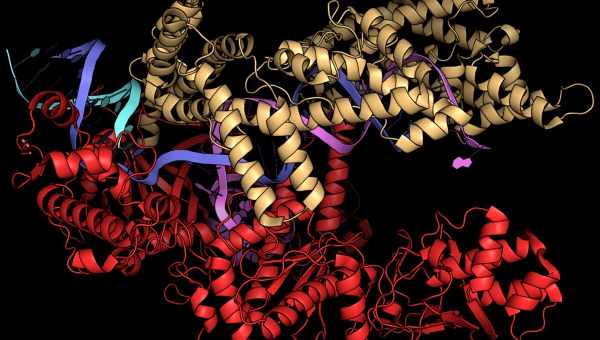 CRISPR вылечил мышей от мышечной дистрофии без редактирования генома