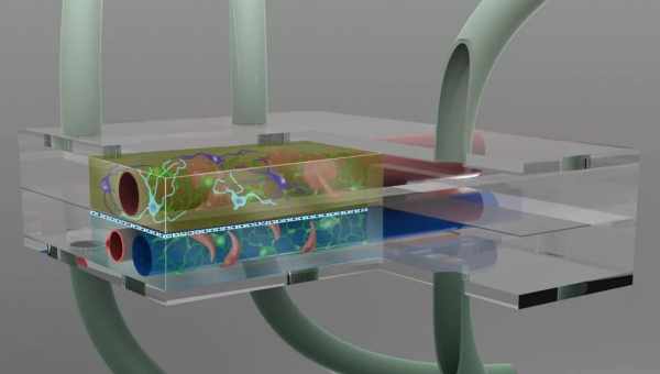 Каналы для микрофлюидики напечатали на 3D-принтере