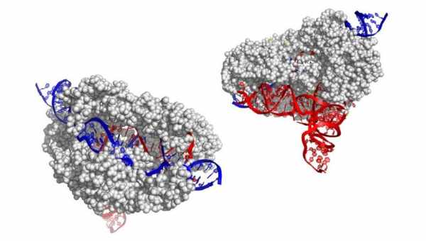 «Редактор оснований» на основе CRISPR/Cas9 предотвратил анемию у человеческих эмбрионов