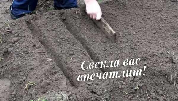 Посадка свеклы весной и нюансы ухода за ней