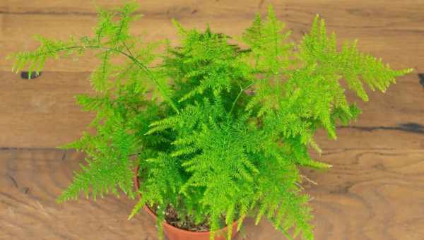 Пышное растение Аспарагус Перистый: уход за ним в домашних условиях, фото