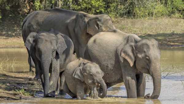 Виявилося, що літні самці слонів можуть «заспокоювати» агресивних побратимів
