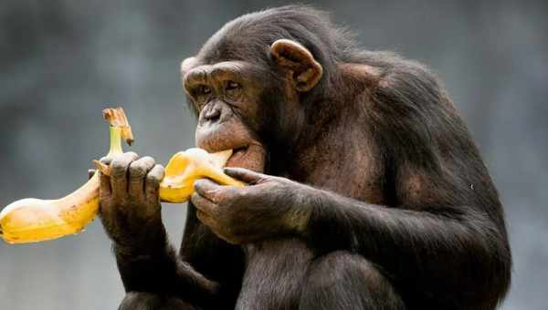 Шимпанзе вміють ділитися їжею
