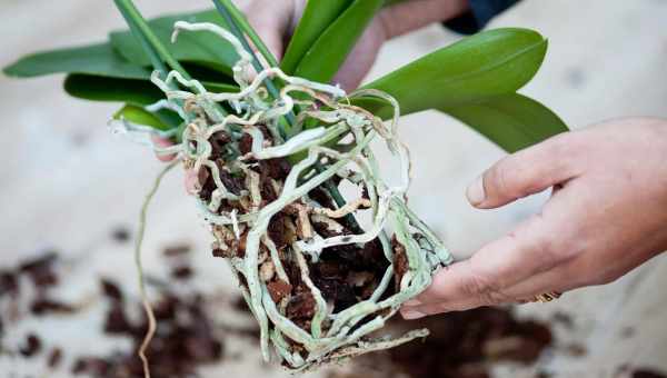 Як правильно вирощувати орхідею в закритій системі