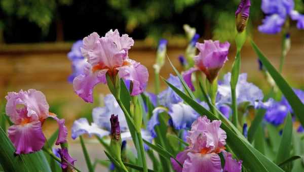 Квітка ірис: посадка, вирощування і догляд. 100 фото красивих квітів на дільниці